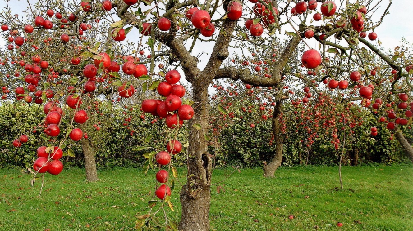 ovocné stromy